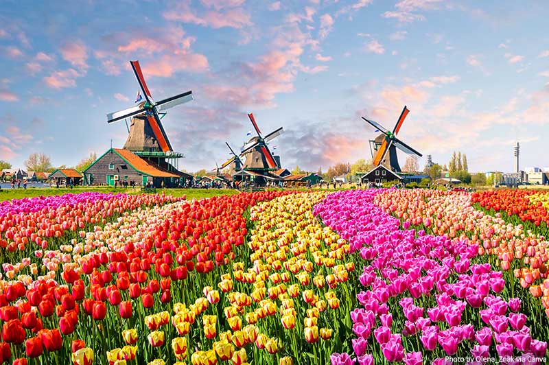 Amsterdam: 10 Best Tours and Activities Dutch windmills near the canal in Zaanstad village, Zaanse Schans, Netherlands