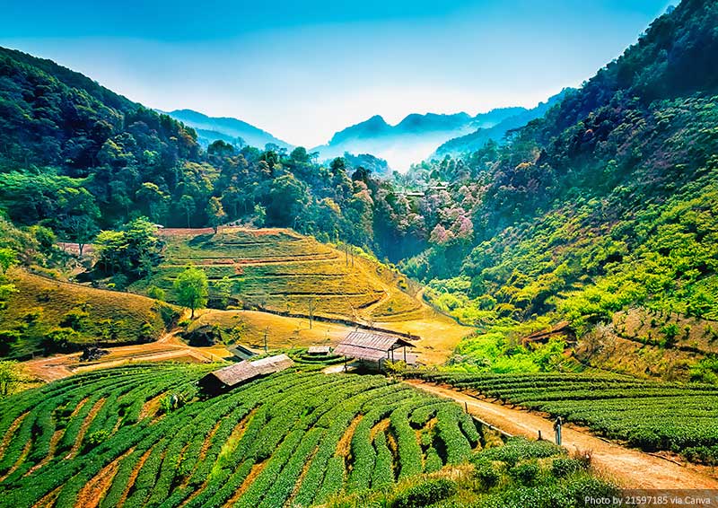 Tea plantations, Chiang Mai, Thailand