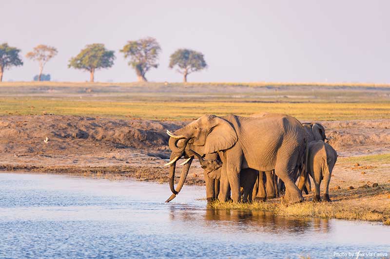 How to Prepare for Your First Safari Wildlife at a Safari in the Chobe National Park, Africa