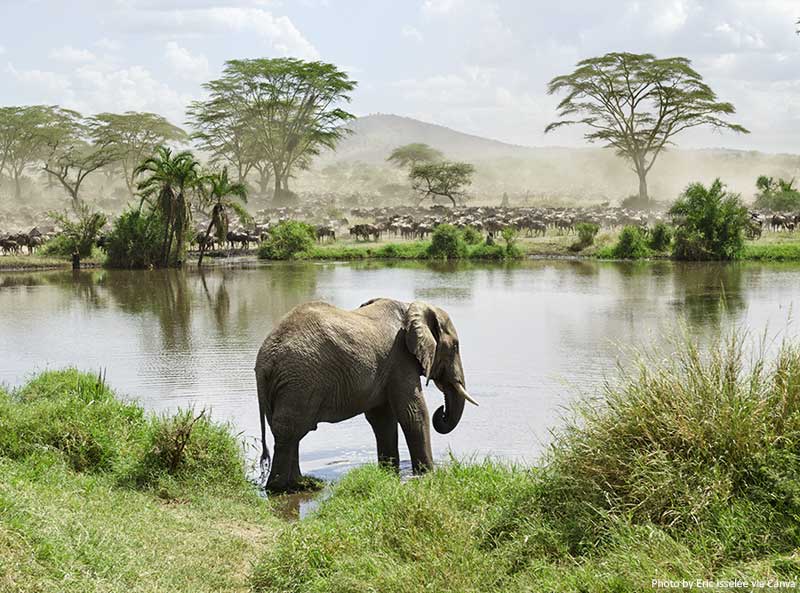 How to Plan a Multi-Destination Trip in Africa Elephant in River in Africa
