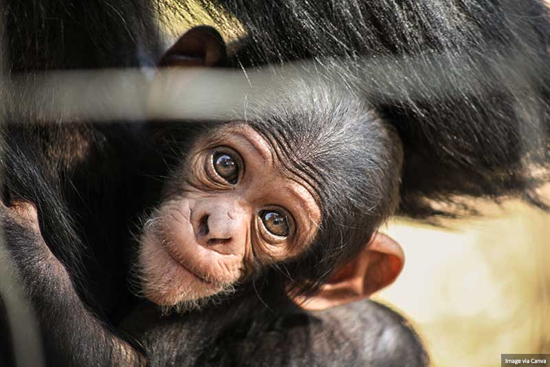 Baby Chimp