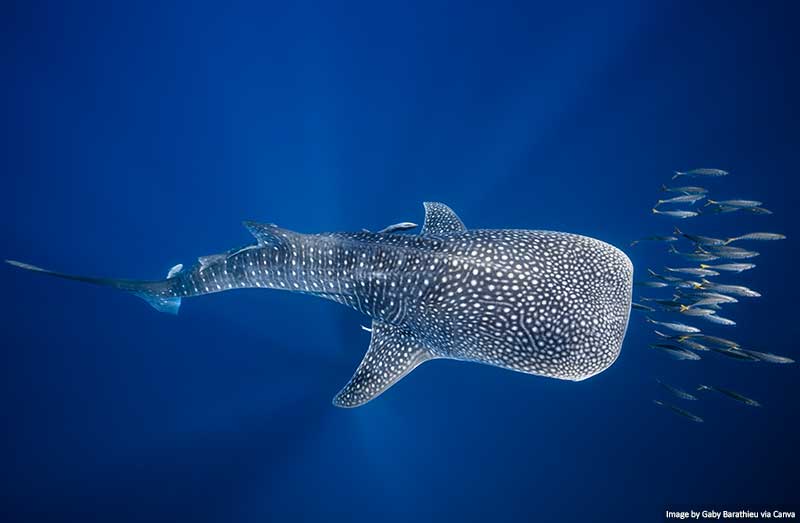 Whale Shark And Tuna Shoal