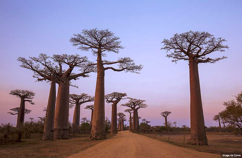 Best Things to See and Do in Madagascar Baobab Avenue, Madagascar