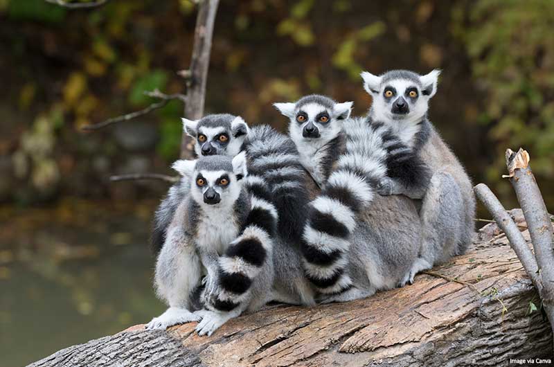Ring-tailed lemurs (Lemur catta)