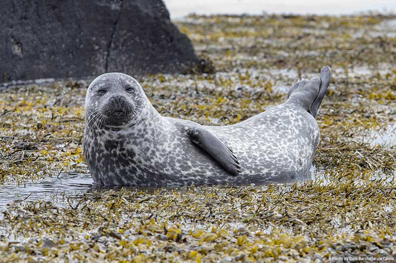 Harbor seal, Ytri tunga