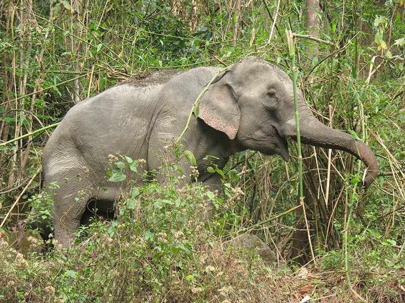 Elephant in Royal Manas National Park