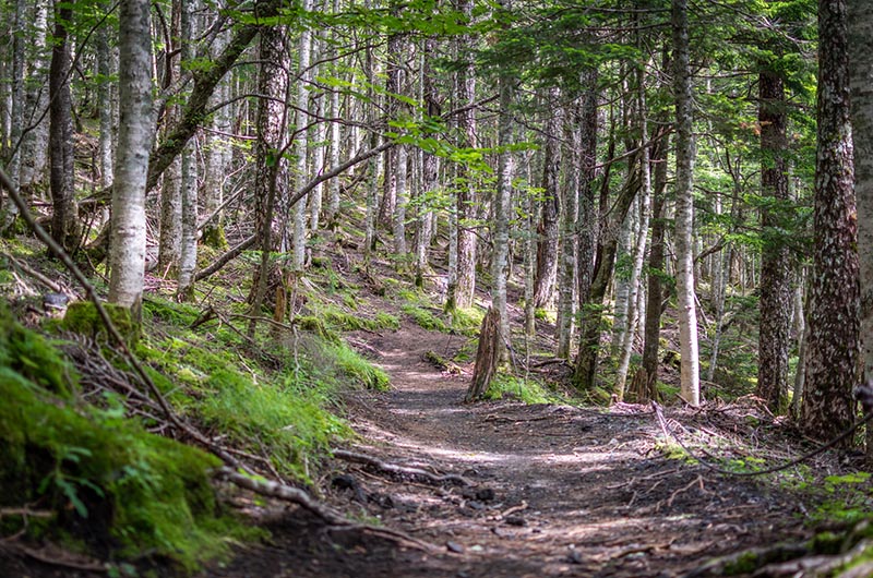 Forests along the Subashiri trail