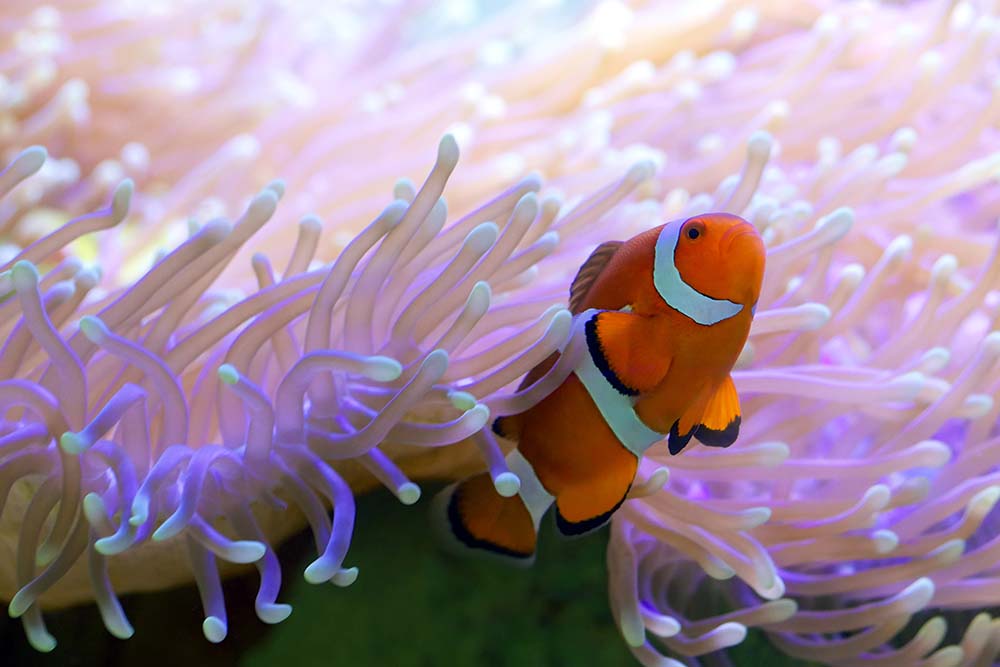 Clown fish