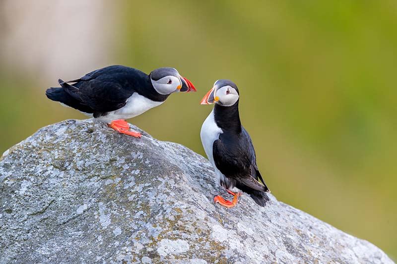 Puffins at Runde Island, Norway
