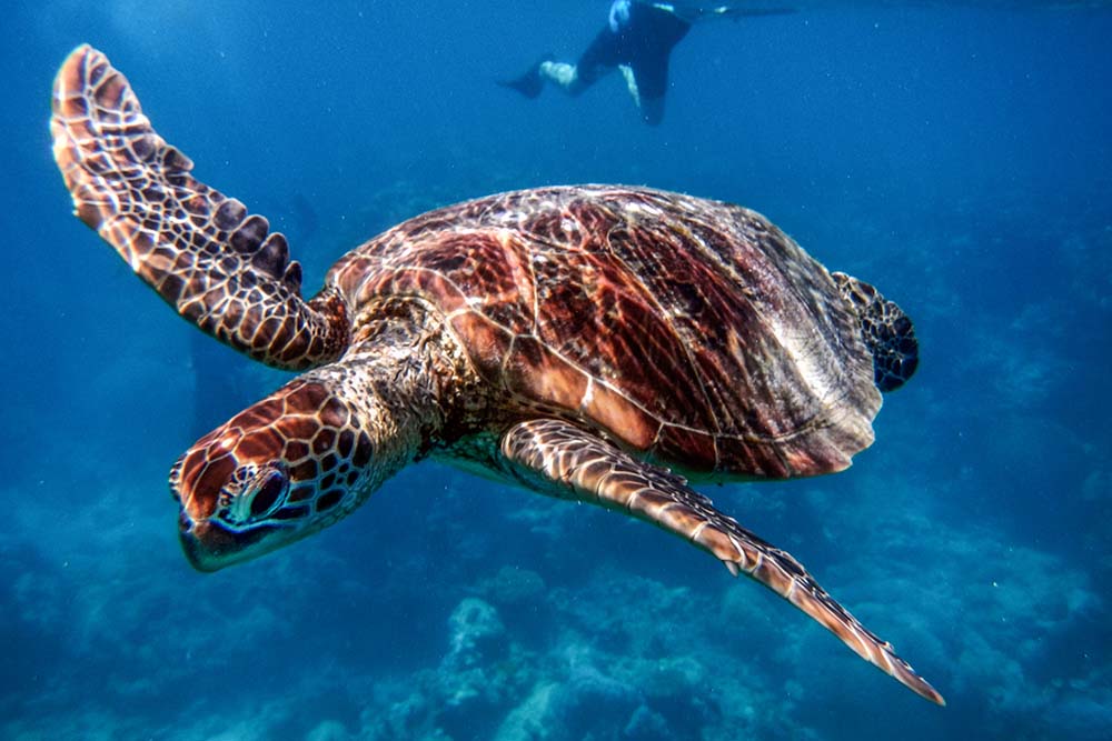 Sea turtle at the Great Barrier Reef