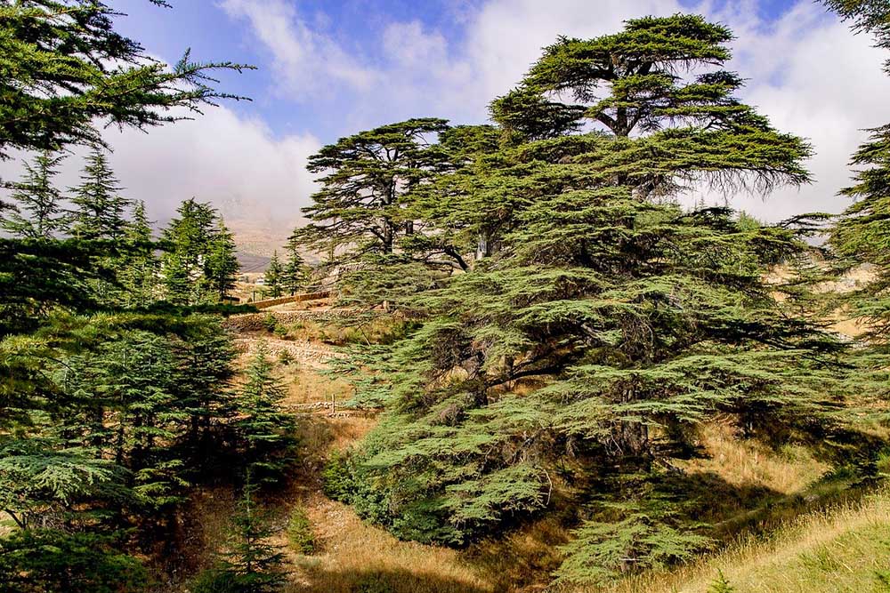 Cedars trees in Lebanon