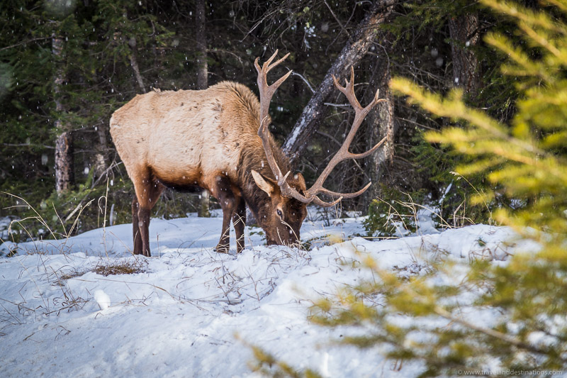 Wild elk in the winter