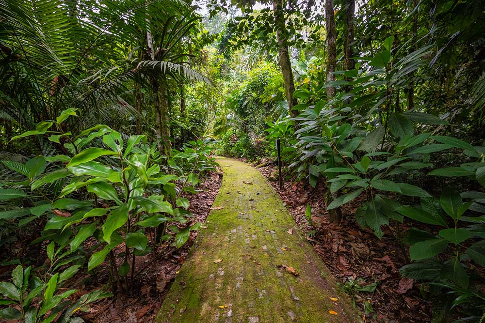 Yasuni paths in the forest