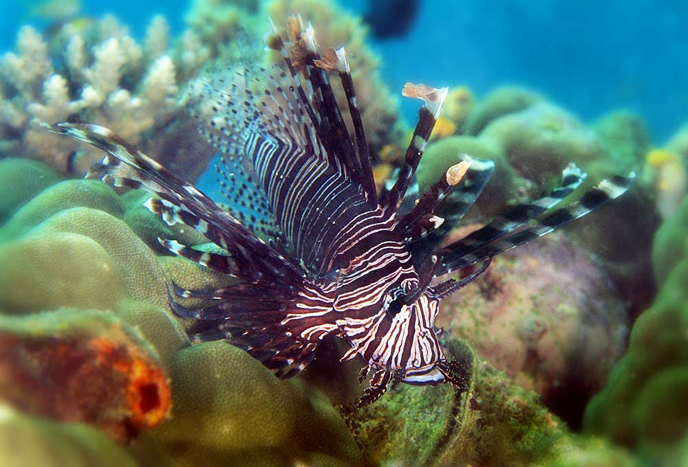 Lionfish - Sipadan