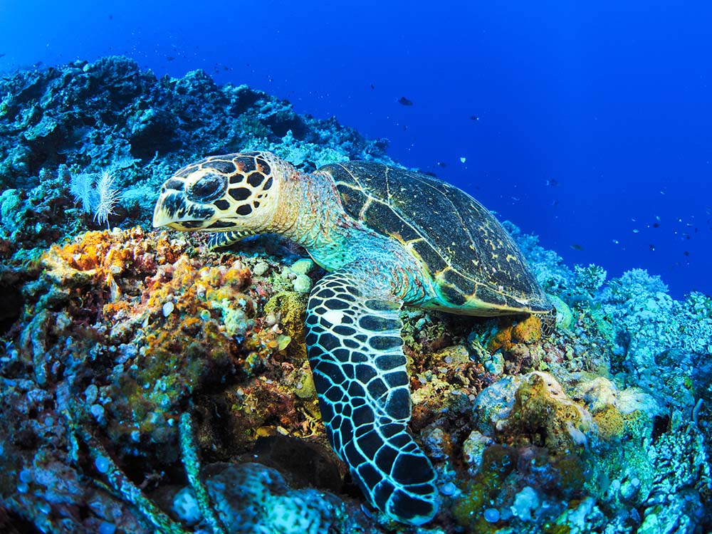 Turtle in Tubbataha Reef