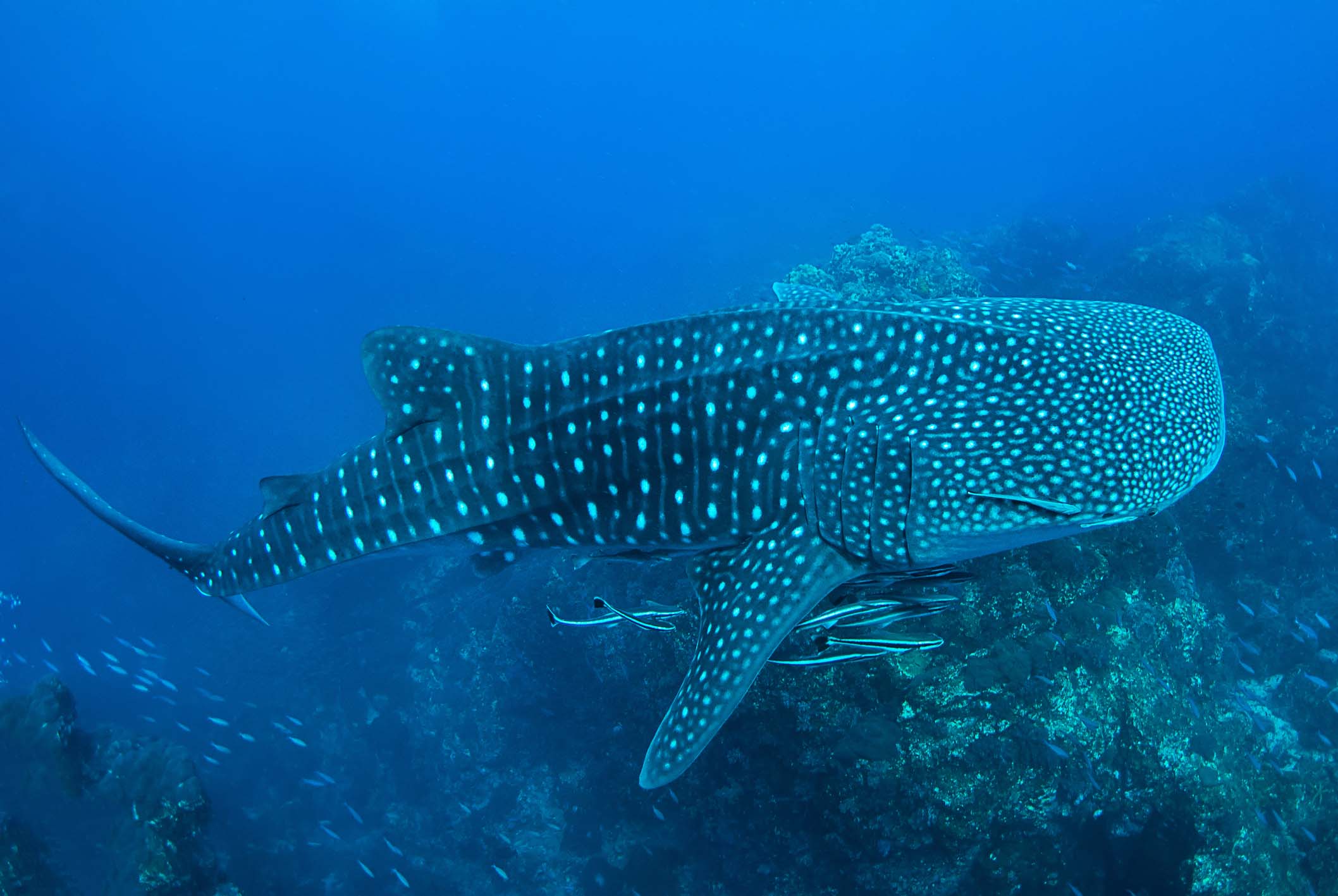 Whale sharks near Richelieu Rock