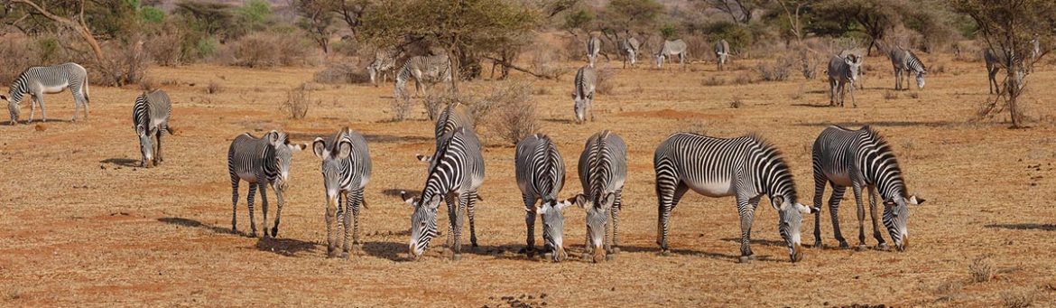 Kenya Book Kenya - Featured Image