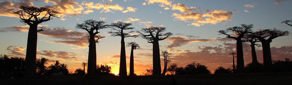 Madagascar Book Madagascar - Featured Image