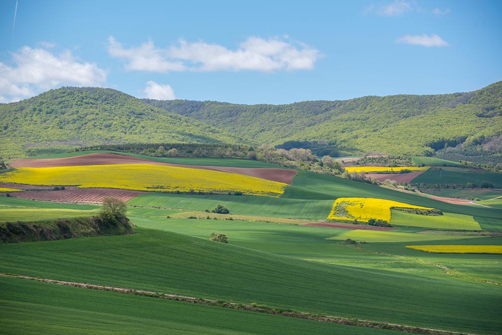 Camino de Santiago landscape