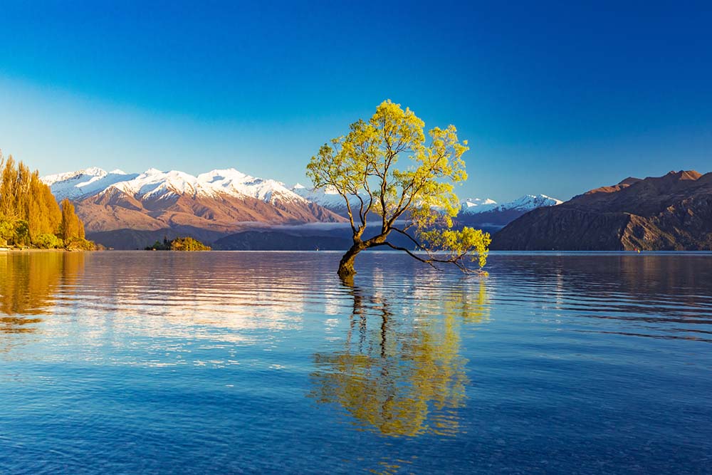 Lake Wanaka Tree