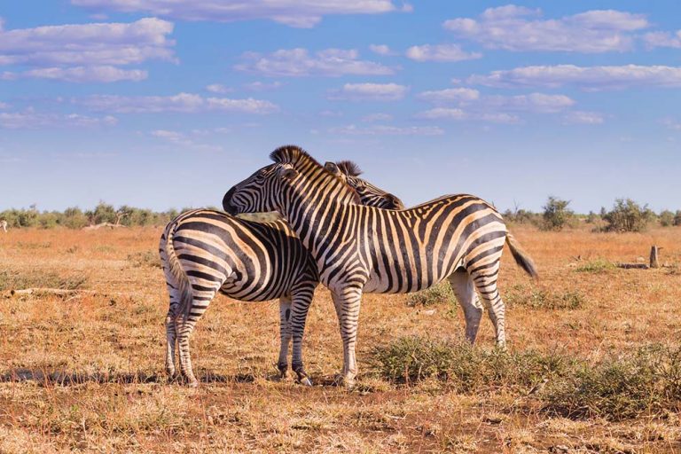 Best Small Group Tours and Itineraries for Africa (Multi-Day Packages) Zebras in Africa