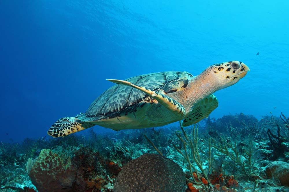 Hawksbill Turtle in Cozumel
