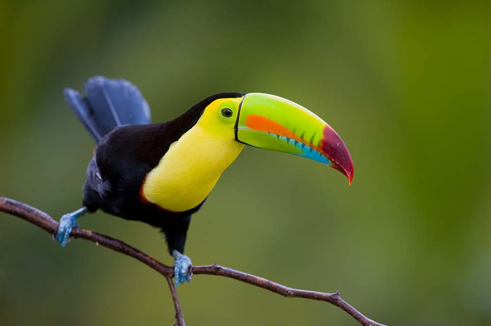 Toucan in Central America