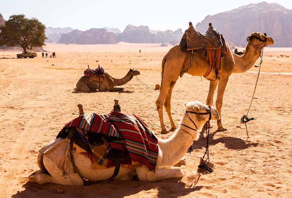 Camels in Wadi Rum