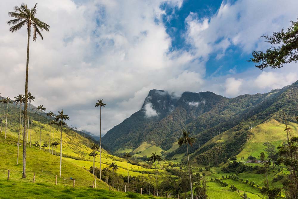 Cocora Valley