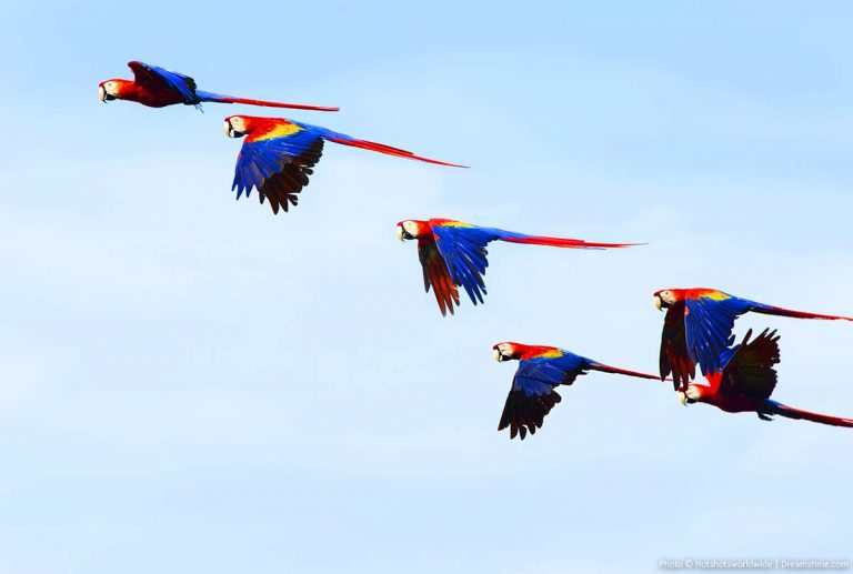 4 Top Locations in Costa Rica for Nature and Animal Lovers