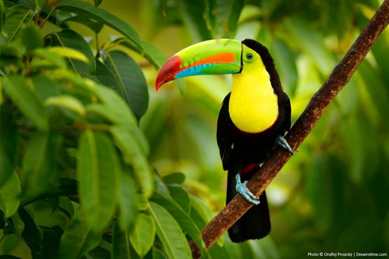 10 Top Reasons to Visit Costa Rica Wildlife in Costa Rica