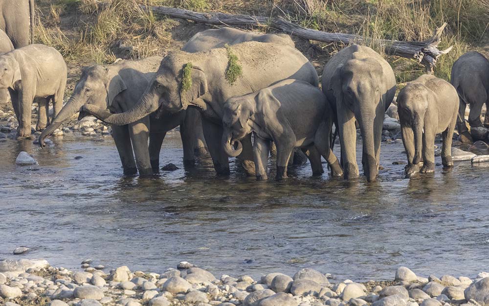 Elephants in Jim Corbett National Park