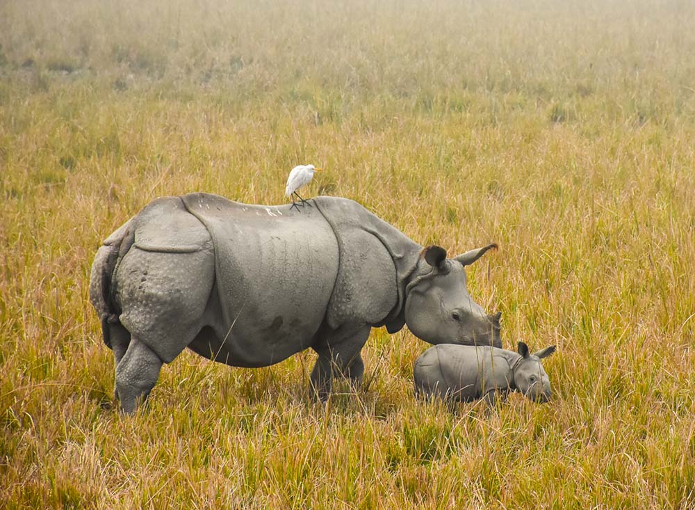 Rhino in Kaziranga National Park