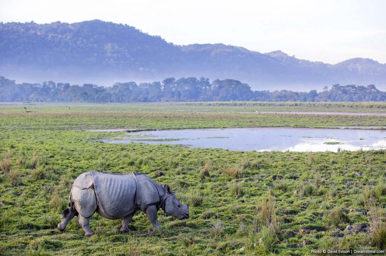 7 Most Diverse National Parks of India That You Must Visit India wildlife in national parks