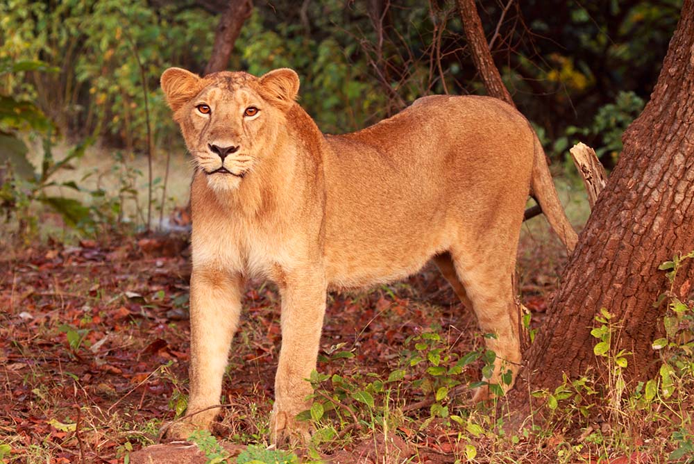 Wildlife in Gir National Forest