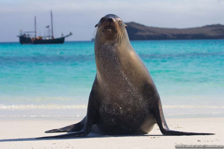 Things to Do on the Galapagos Islands WITHOUT a Tour Wildlife in the Galapagos