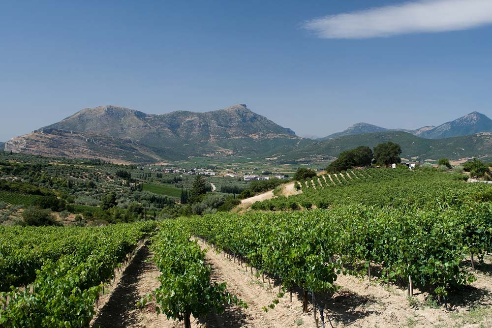 Nemea Vineyards