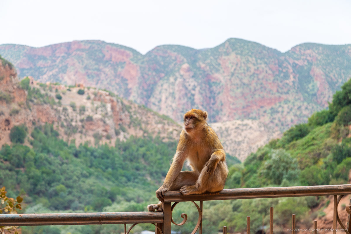 Wild monkeys at the Ouzoud Waterfalls