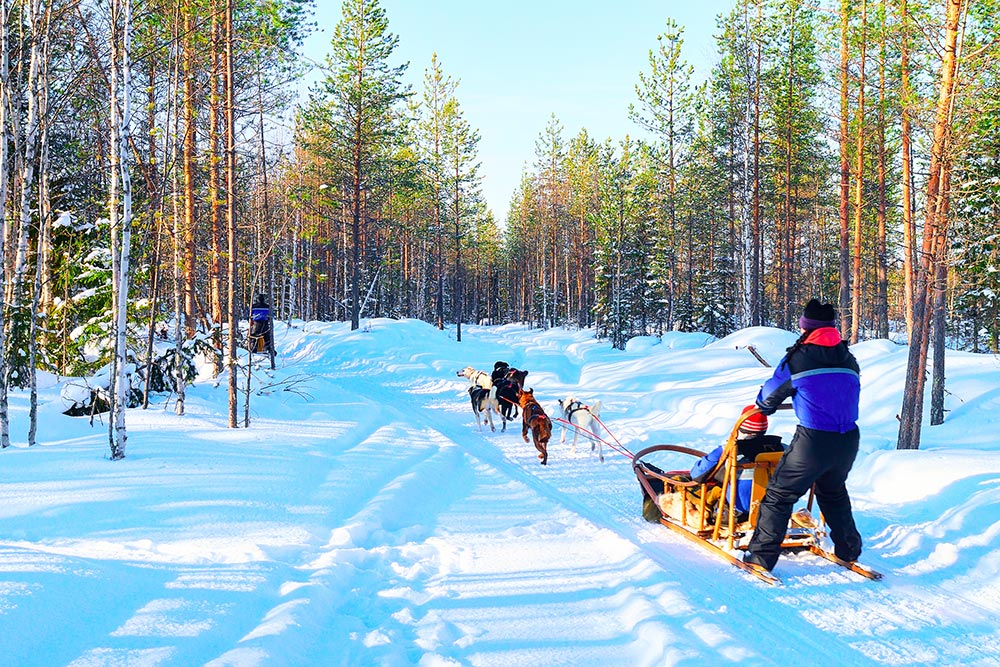 husky sledding in Rovaniemi