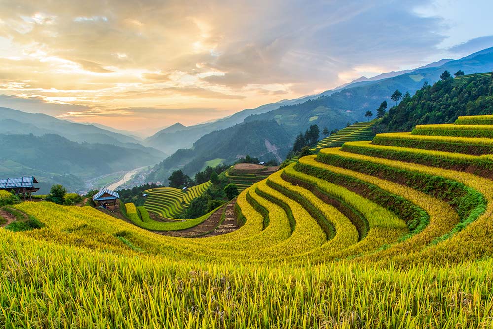 Mu Cang Chai
