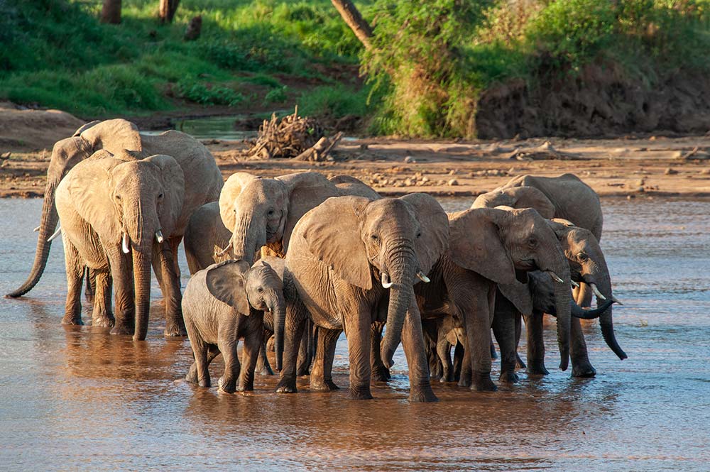Elephants in Kenya