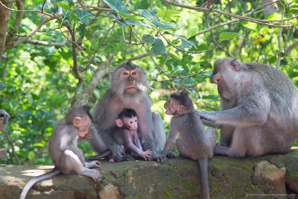 Monkeys at Ubud Monkey Forest