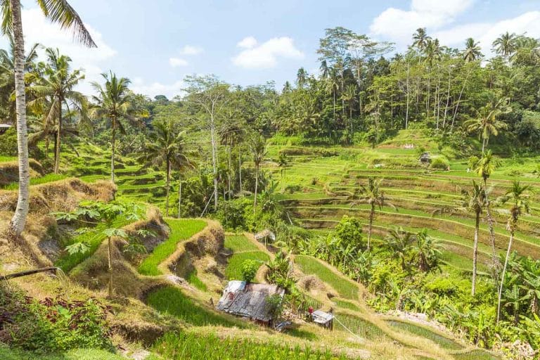 Best, Most Exciting and Unique Things to Do When Visiting Bali Tegalalang Rice Terrace in Ubud Bali